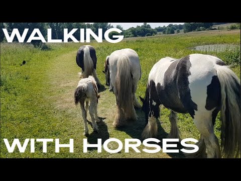 🇬🇧 UK. VanLife S12E59 Walking With Horses 🐴 🐎