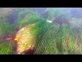 Snorkeling at la jolla beach in cali