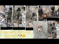 Indian army  assam regiment  kiling a dog and etingarmy dogkilling