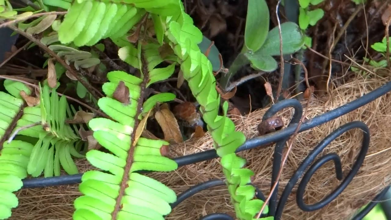dsc-hx200v firmware update Corn Snake in Florida