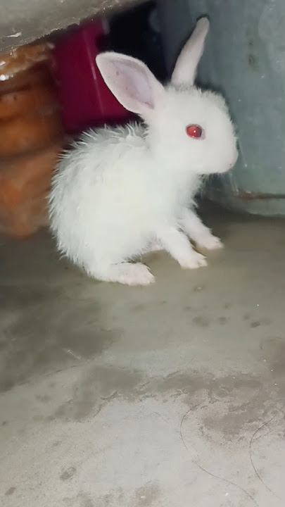 Beautiful Bunny Baby 💕 Bath Time 💝 #viral #trending #shorts