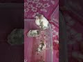 #shortvideo#youtub#Like