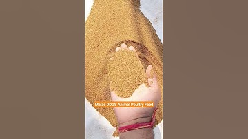 🐓 High Protein Poultry Feed | DDGS Animal Feed for Better Growth 🐄 #animalfeed #feedmills