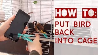 How To: 3 easy ways to get your bird back into their cage Resimi