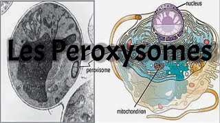 LES PEROXYSOMES