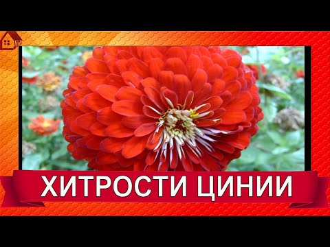 Видео: Уход за растениями мексиканской циннии: как выращивать цветы мексиканской циннии