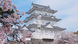 Odarawa Castle Sakura (Cherry Blossom) 8K - Kanagawa - 小田原城桜