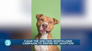 Clear the shelters campaign to inspire pet adoption