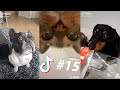 LOS MEJORES TIK TOKS DE GATOS Y PERROS #15 - Recopilación de Tik Toks de animales