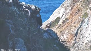 West End, Weo Cam. Akecheta And Maybe Haku. 12. 28. 2025. Explore