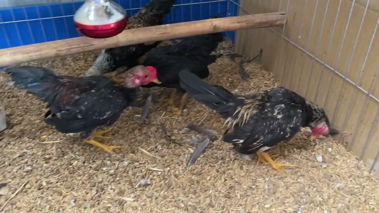 Gà tre bắc tít khai xuân 2026,mái từ 600-800k,trống từ 1000-1400k tuỳ màu sắc.0378585785