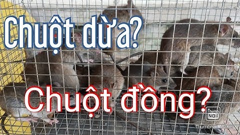 Cách nhận biết chuột dừa với chuột đồng