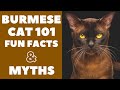 Burmese Cats 101 : Fun Facts & Myths の動画、YouTube動画。