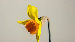 Easter Bell Daffodil | Easter celebrated video