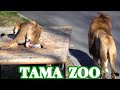 「イチゴ」😸🦴 多摩動物公園ライオン園ドキュメンタリー