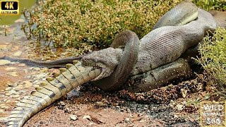 Giant Anaconda Vs Jaguar Most Brutal Jungle Fights Ever Caught On Camera 4K Wildlife