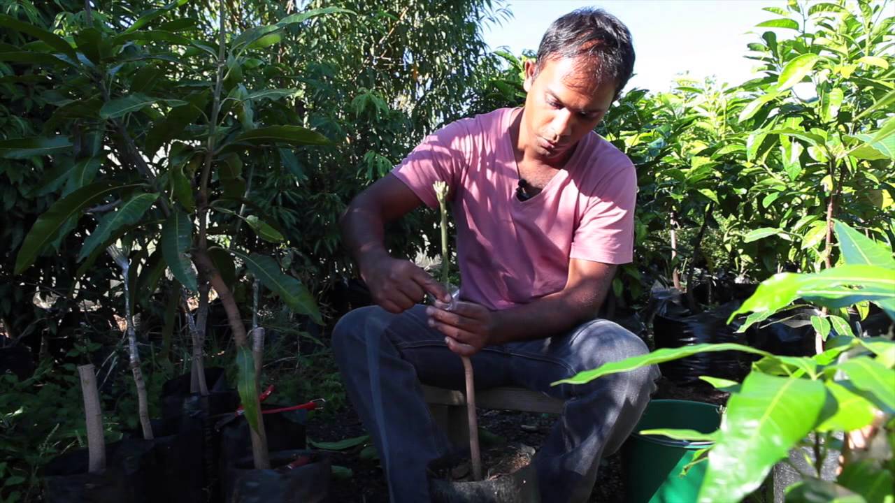 Technique de greffage. à L'anglaise simple. SCEA PEPINIERE TAILAME