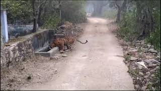 tiger sighting in sariska tiger reserve rajsthan #sariskanationalpark #sariska #sariskatigerreserve