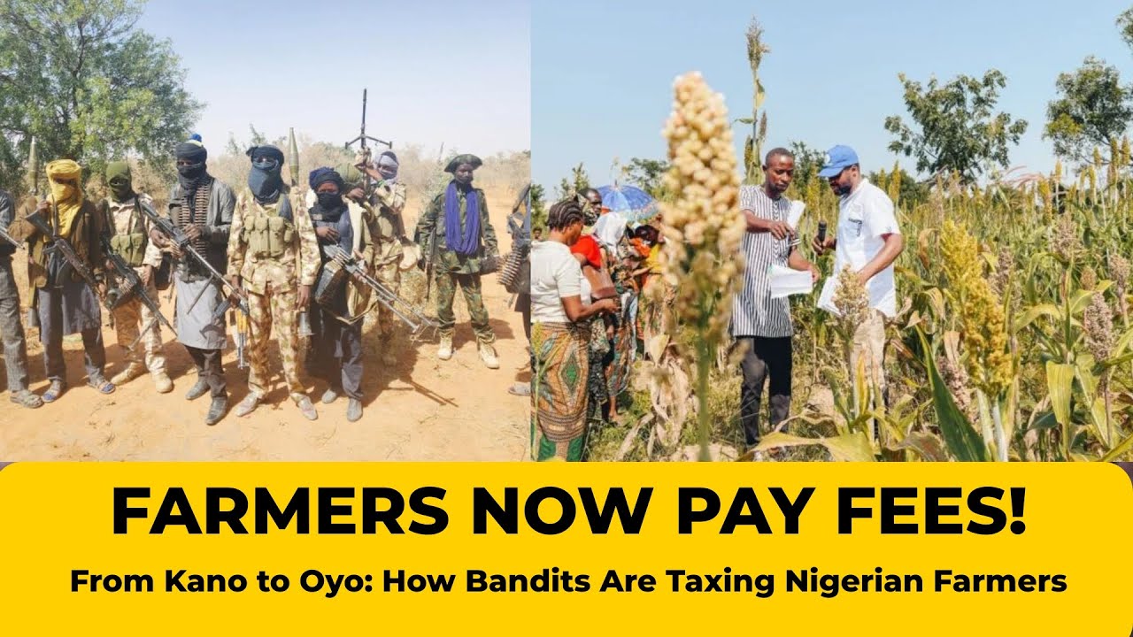 Фермеров вынуждают платить НЕЗАКОННЫЕ сборы, поскольку бандиты захватывают лесные поселения.