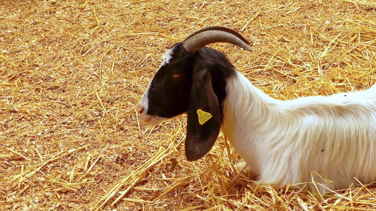 Malti-Kulturali: Flora u Fawna -  Il-Mogħża Maltija (The Maltese Goat)