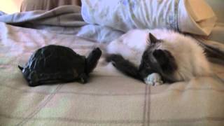 Benny vs the Slow Down Turtle.avi
