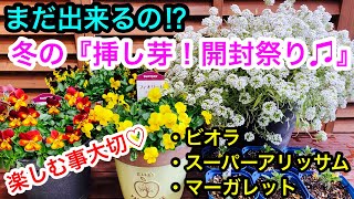◆ハーバリウム ＃187 ビオラ ラナン マーガレット…お花いっぱい Winter 
