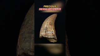#auction  precious dinosaur teeth #pawshop #collection #antique #usa