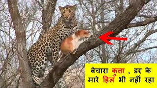 जंगली जानवर कितने खतरनाक होते हैं इस विडियो से पता चल जाएगा ।  Crazy Animals Battle