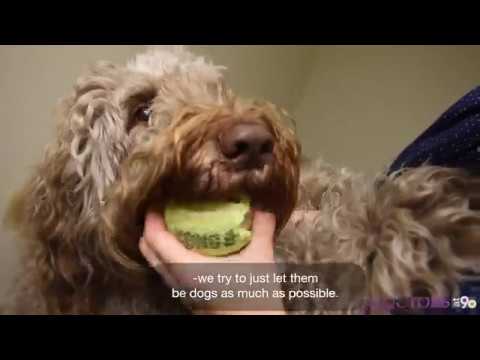 finding neverland dog