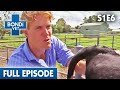 Hands-On Cow Birth Gets Messy 🐮🤢 | Bondi Vet Season 1 Ep6 | Bondi Vet Full Episodes | Bondi Vet