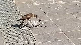 Sparrowhawk kills a Rock pigeon       قرقی یک کبوتر شکار میکنه!!!!!!