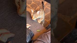 😳 Пытаюсь Погладить Каждую Кошку В Грузии