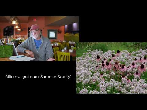 Vidéo: Boltonia Flower Care - Informations sur la plantation de faux aster