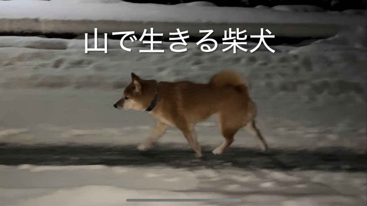【初雪が大雪】凍った縄張り道を慎重に走る柴犬