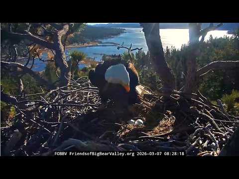 JACKIE IS BACK ON HER NEST! SHADOW DID AN AMAZING JOB INCUBATING EGGS ALL NIGHT π FOBBVCAM 3.7.26