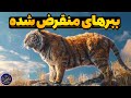 چرا ببر مازندران منقرض شد ببرهای باشکوه منقرض شده در تاریخ چرا ببر مازندران منقرض شد ببرهای باشکوه منقرض شده در تاریخ