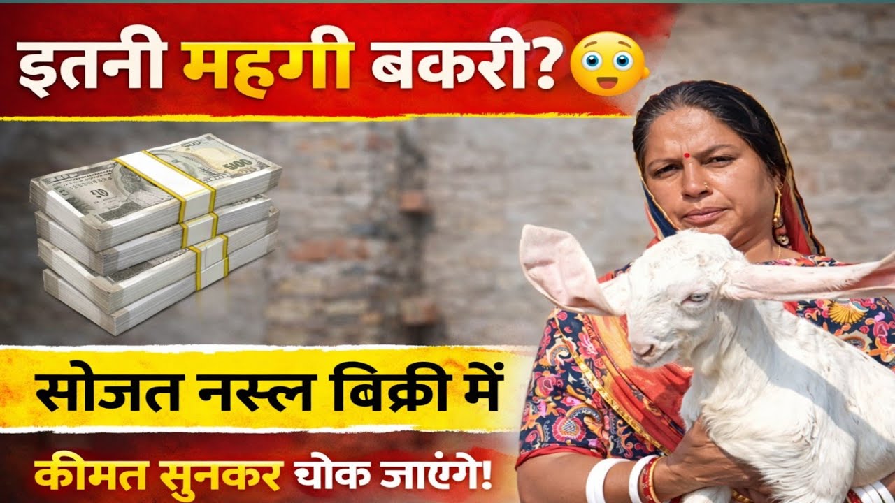 7976916529 सोजत नस्ल की बकरी ब्यावर राजस्थान |