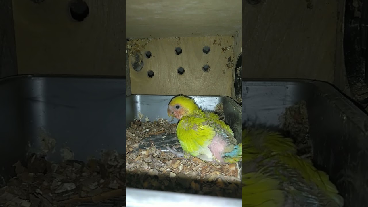 কেউ কি বলতে পারেন এটা কোন পাখির বাচ্চা 🥰🥰🥰 #birds #lovebirds #highlights #talkingparot