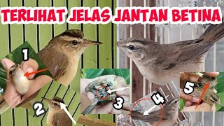 CARA MEMBEDAKAN KERAK BASI ALIS HITAM SINCAN JANTAN DAN BETINA