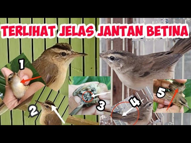 CARA MEMBEDAKAN KERAK BASI ALIS HITAM SINCAN JANTAN DAN BETINA class=