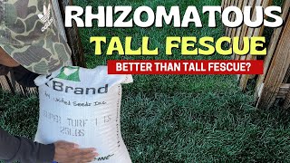 Rhizomatous Tall Fescue (RTF) - BETTER Than TTTF
