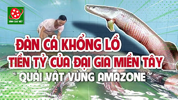 Đàn cá Hải Tượng khổng lồ  vùng Amazon trị giá tiền tỷ của đại gia miền Tây @Dinhchannel01