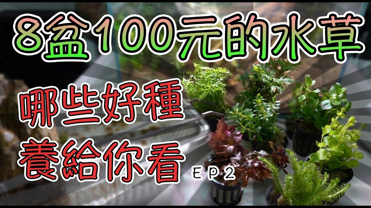 市面上便宜的水草沒有co2能種殖哪些 實測２個月的水草缸ep2 Youtube