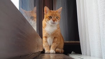 What My Cats Do When They