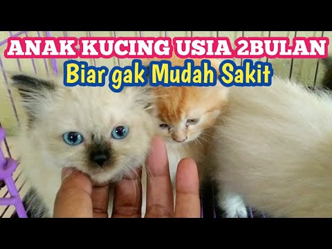 Video: Cara Membaca picagari: 8 Langkah