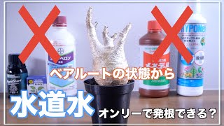 【グラキリス発根管理】必要なものは水だけ｜ノンケミカル｜パキポディウム｜Pachypodium｜gracilius