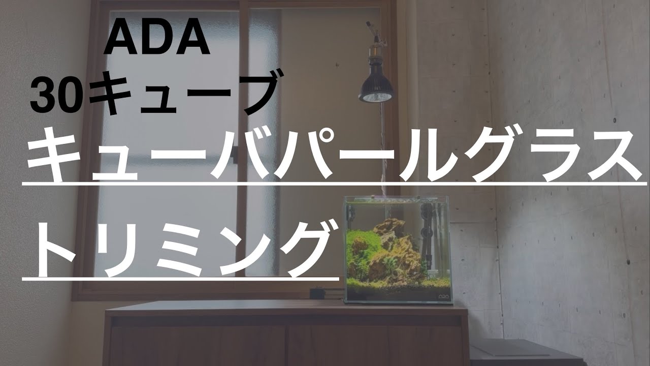 【ADA30キューブ】水草トリミング・差し戻し