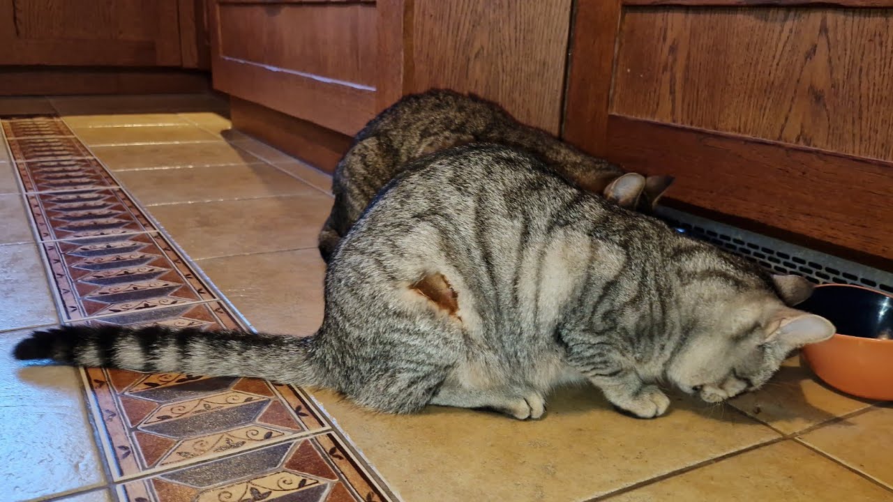 Tak wygląda kot po sterylizacji - daily vlog 27 Lutego 2026 