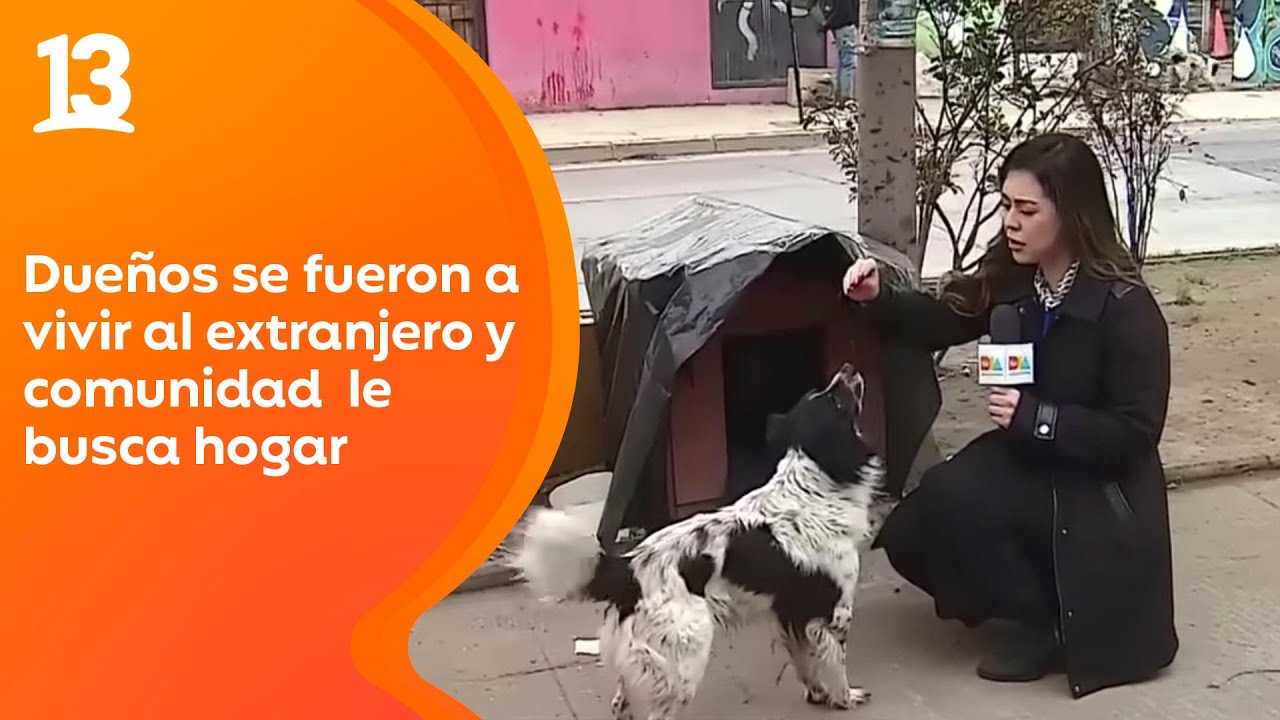 ¡Hermoso gesto! Fundación de Willy Sabor 'Guau Da' ayuda a perrito abandonado por pareja | Tu Día