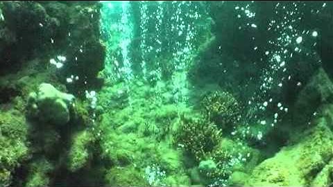 Ocean Acidification and Coral Reefs